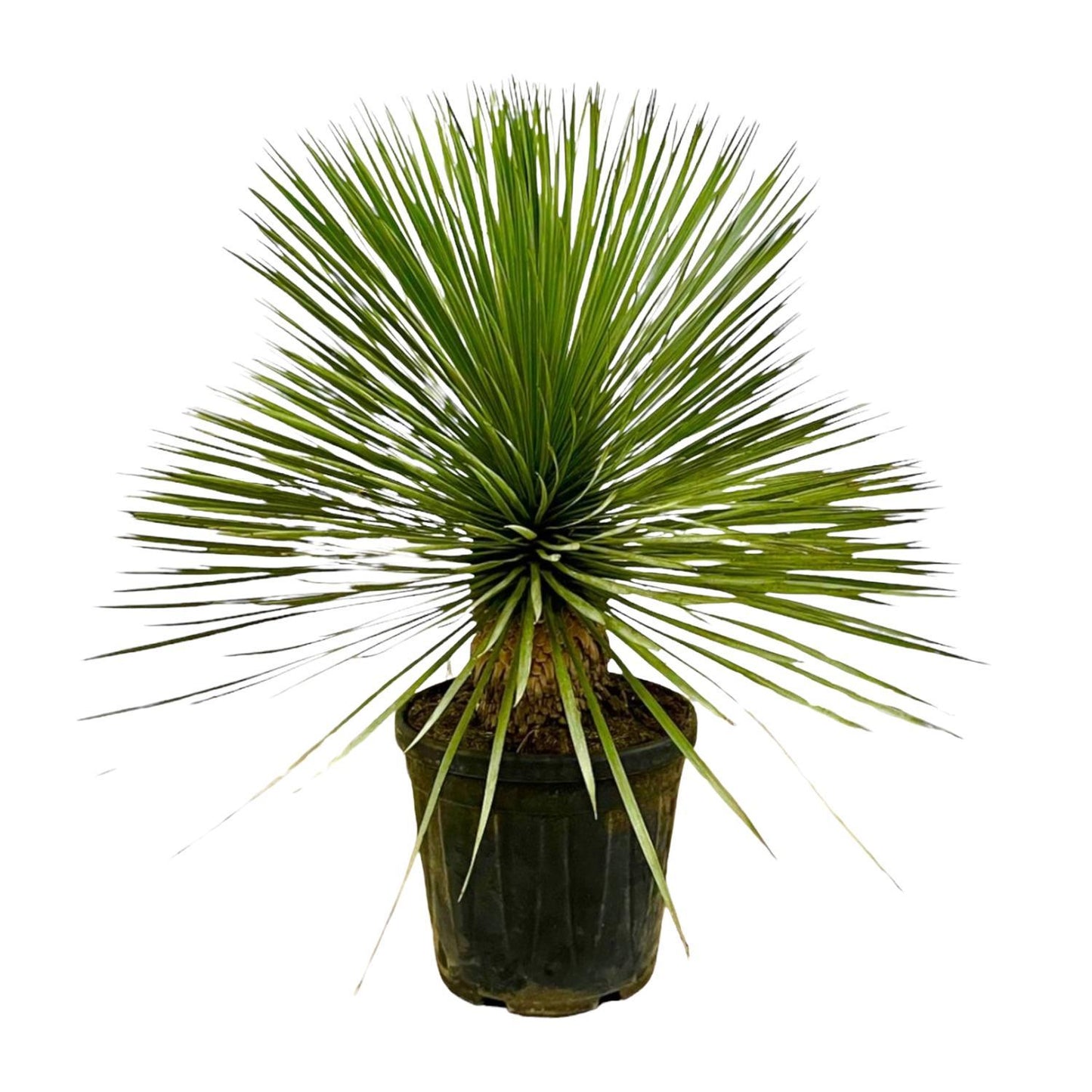 Yucca Rostrata  - 70 cm - Ø27 cm