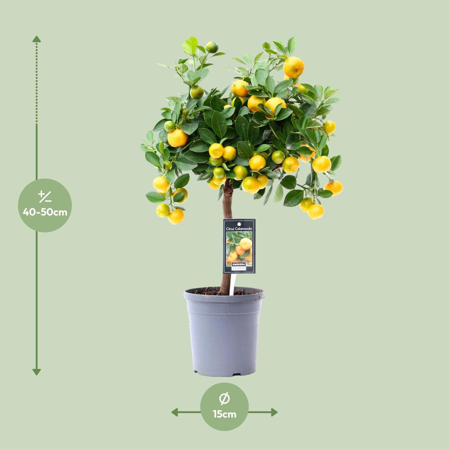 Citrus Calamondin - Ø15 cm - ↕45 cm | Kompakte Zitruspflanze mit Exotischem Charme