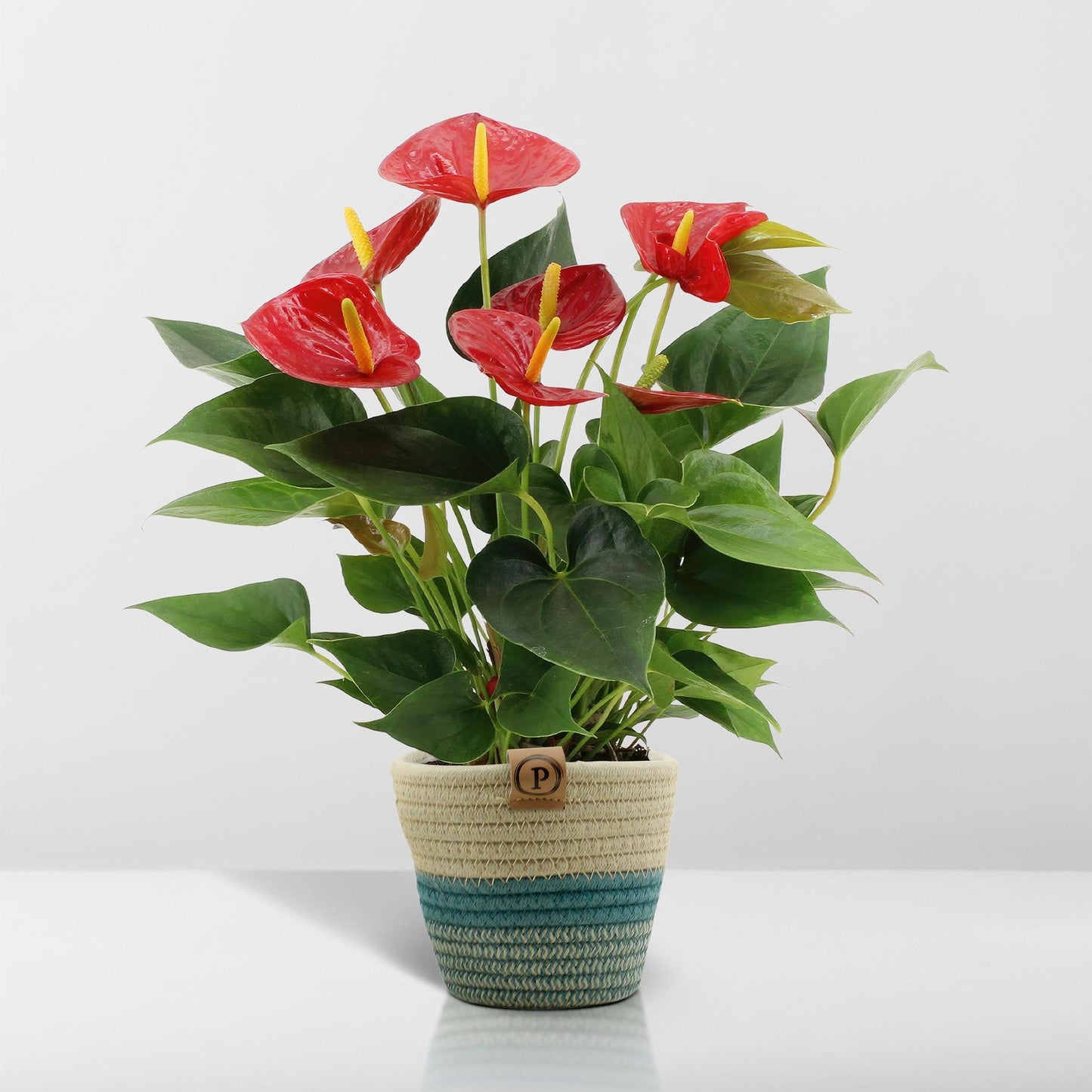 Anthurium Andreanum Diamant Rot inkl. PURE Korb - 45cm - Ø12