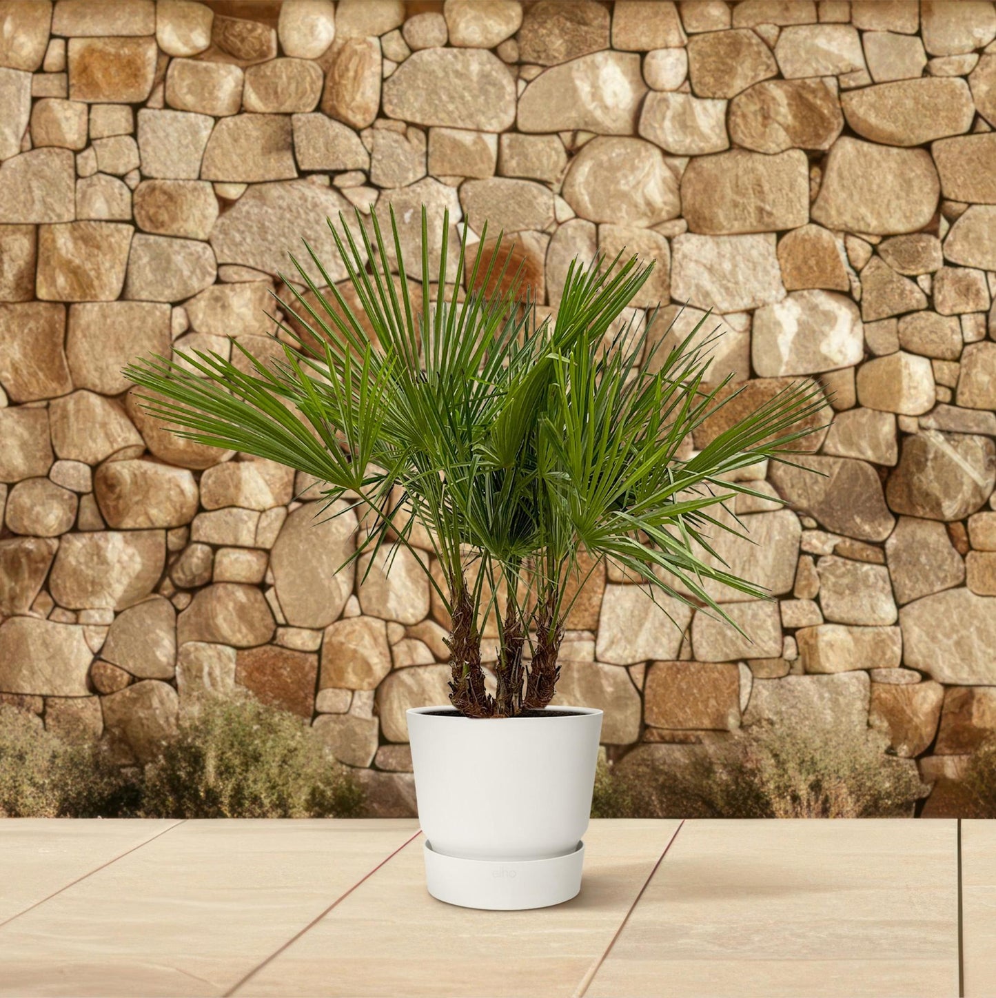 Trachycarpus Multi-Stamm - 180cm- Ø45