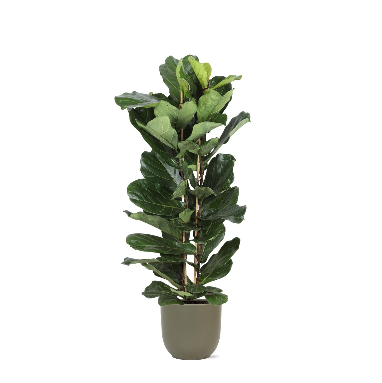 Ficus Lyrata Ø27cm ↕140cm in Boule OLIJF pot