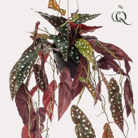 Kunstpflanze - Begonia Maculata - Forellenbegonie - 80 cm