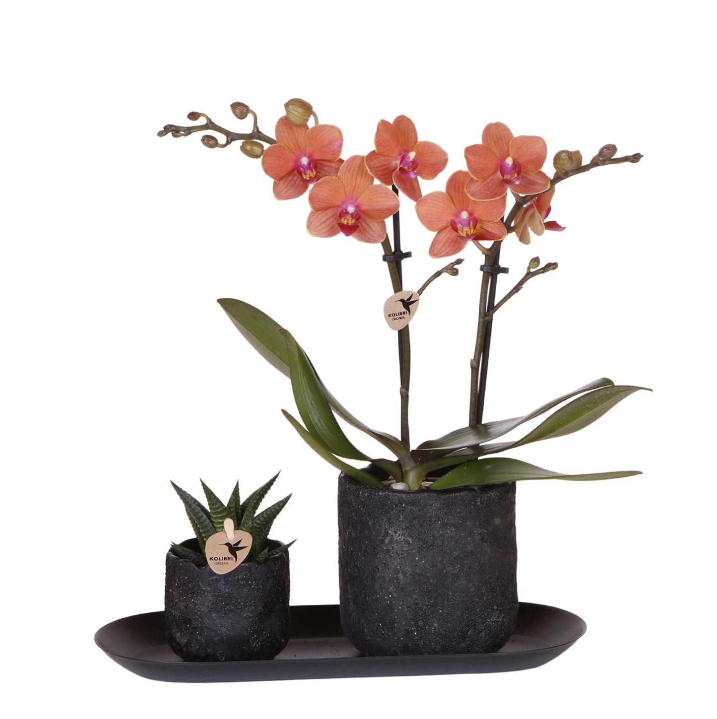 Kolibri Company | Pflanzenset Home Hub Small | Orange Phalaenopsis Orchidee Bolzano und Sukkulente inkl. Keramik-Zierpflanzgefäße auf schwarzem Tablett