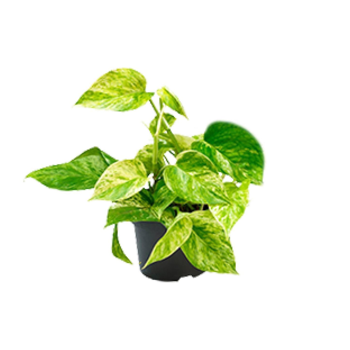 Epipremnum Marble Queen - Ø12 - ↨15cm