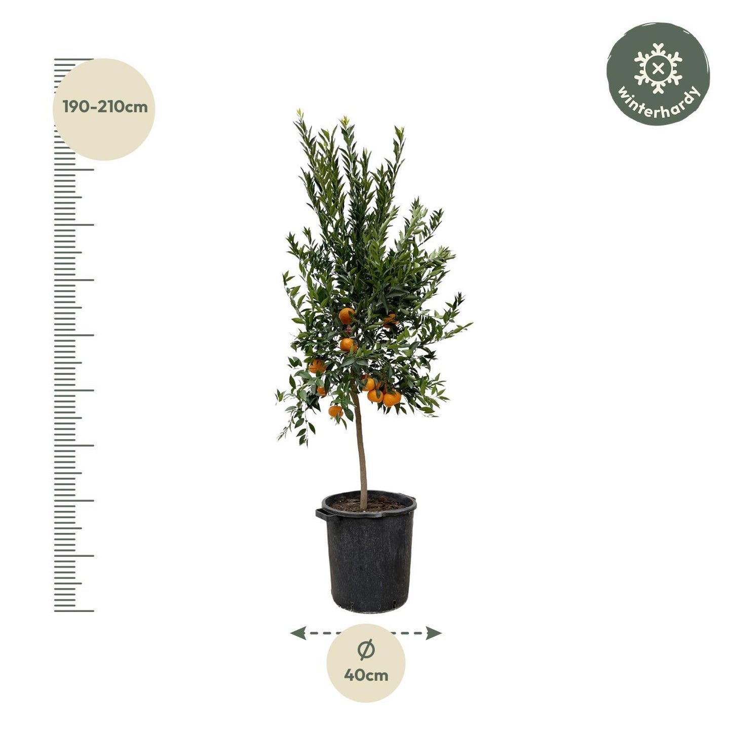 Mandarinenbaum - Citrus Mandarino - 200 cm - Ø40 cm | Exotischer Baum für Fruchtigen Genuss