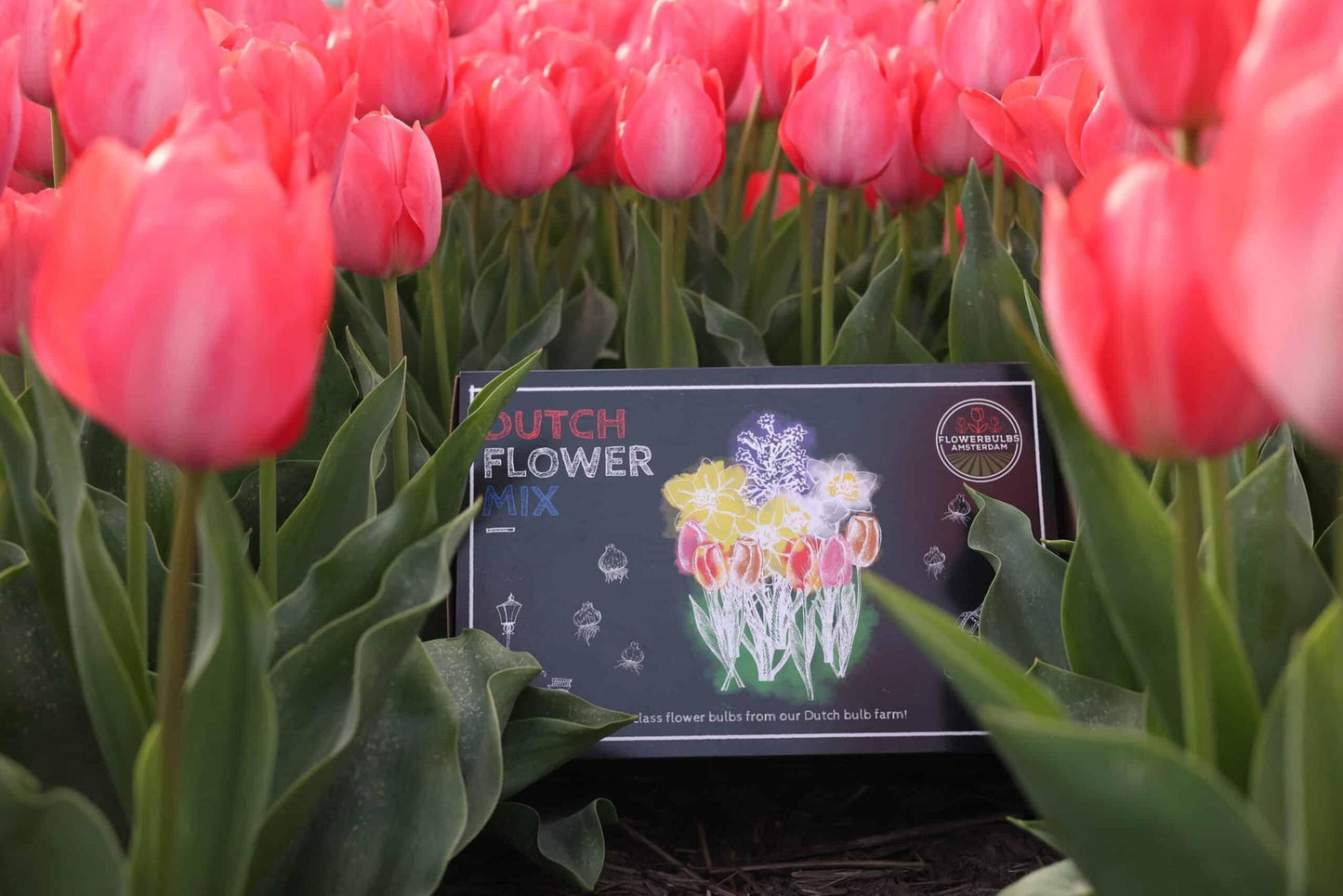 Flowerbulbs Amsterdam Dutch Flower Mix - Luxusbox groß, 75 Premium Blumenzwiebeln, Größe 12+