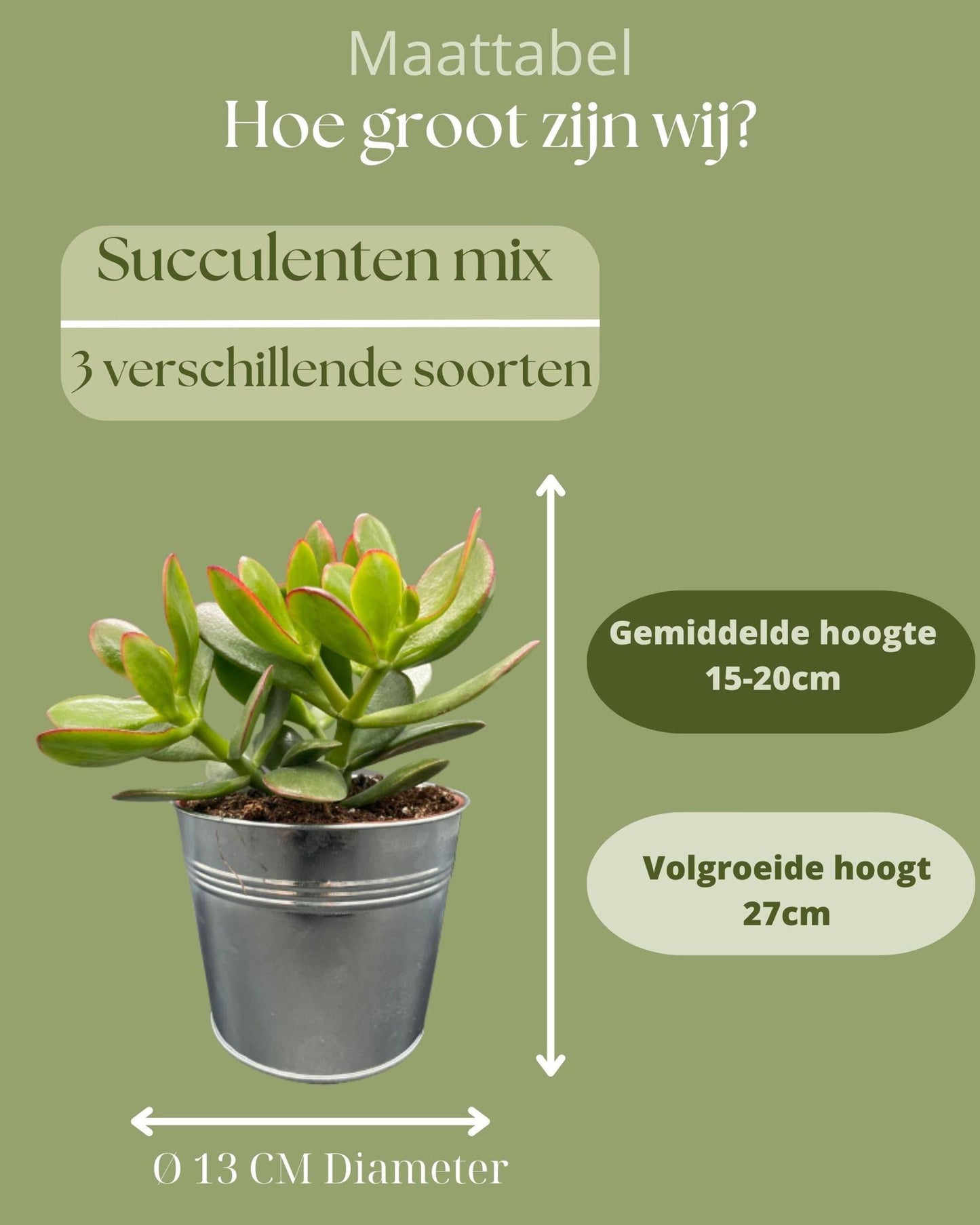 Succulenten Mix - 12cmØ- 16-22cm Groß- (3 Stück ) - Zinc - Ø13 cm