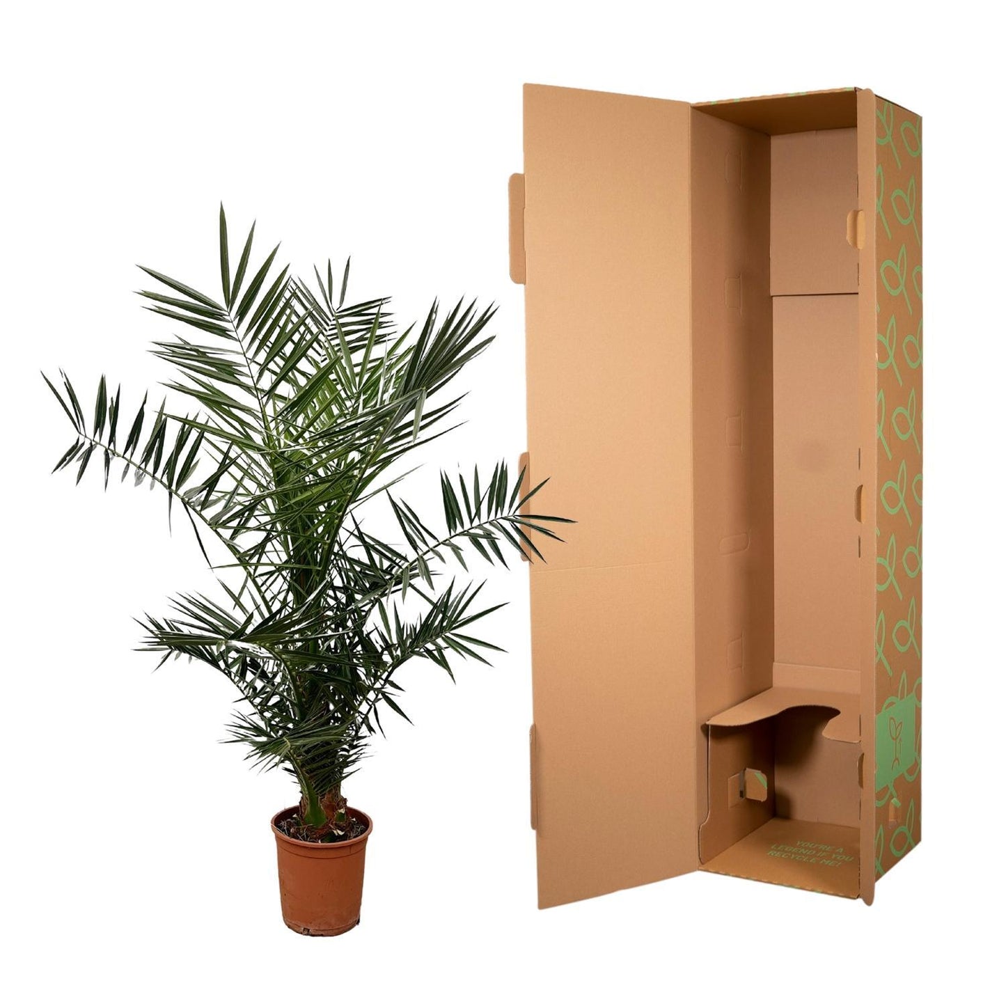 Phoenix Canariensis – Elegante Kanarische Dattelpalme für stilvolle Innenräume (130 cm Höhe, Ø 20 cm)