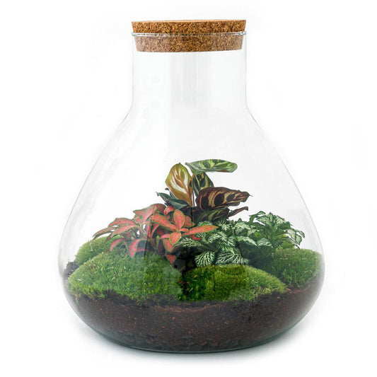 Terrarium - Sam XL Rot (↕ 35 cm - Normal)