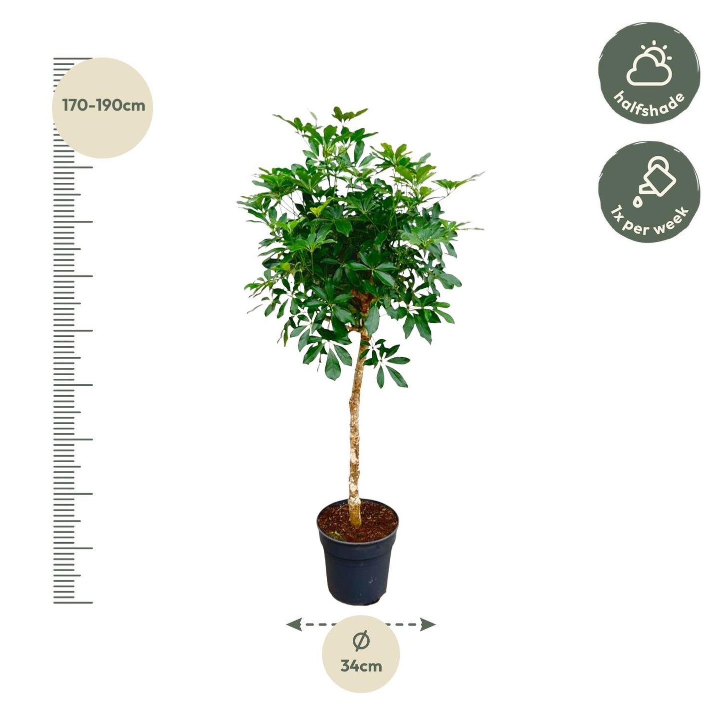 Schefflera op stam - 180cm - ø34