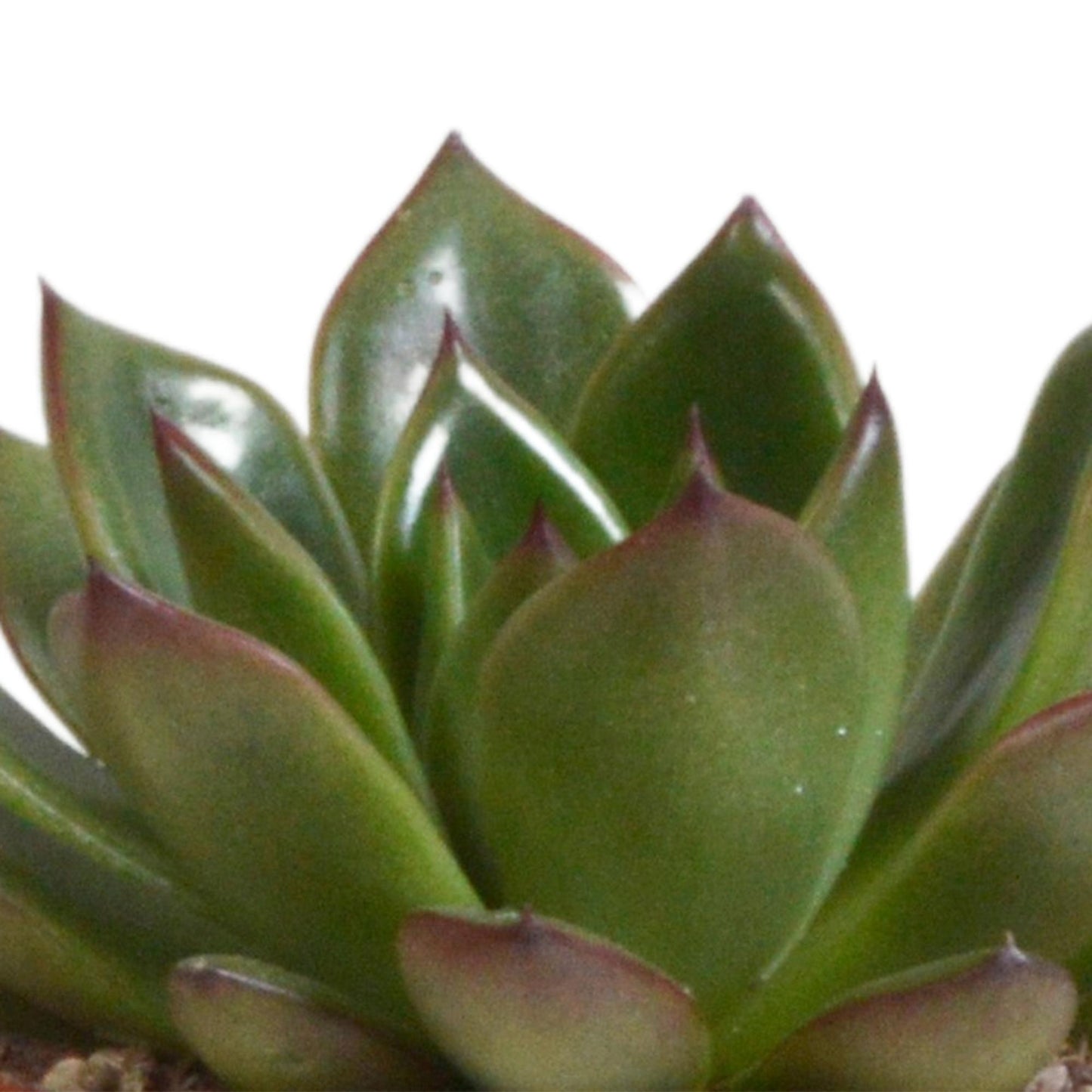 Echeveria-Mischung 8,5 cm - 3x - in Terracotta Topf