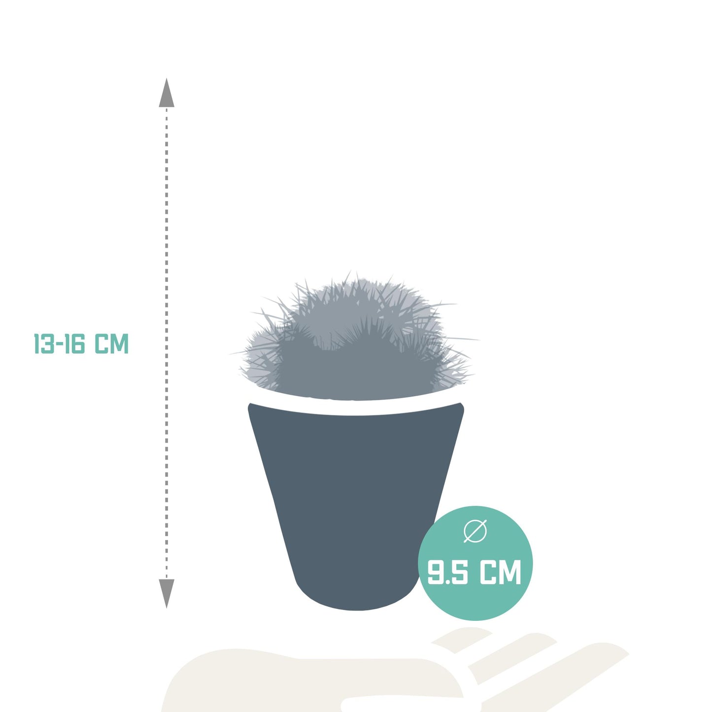 Bolcactus-Mischung - 8,5 cm - im weißen Topf