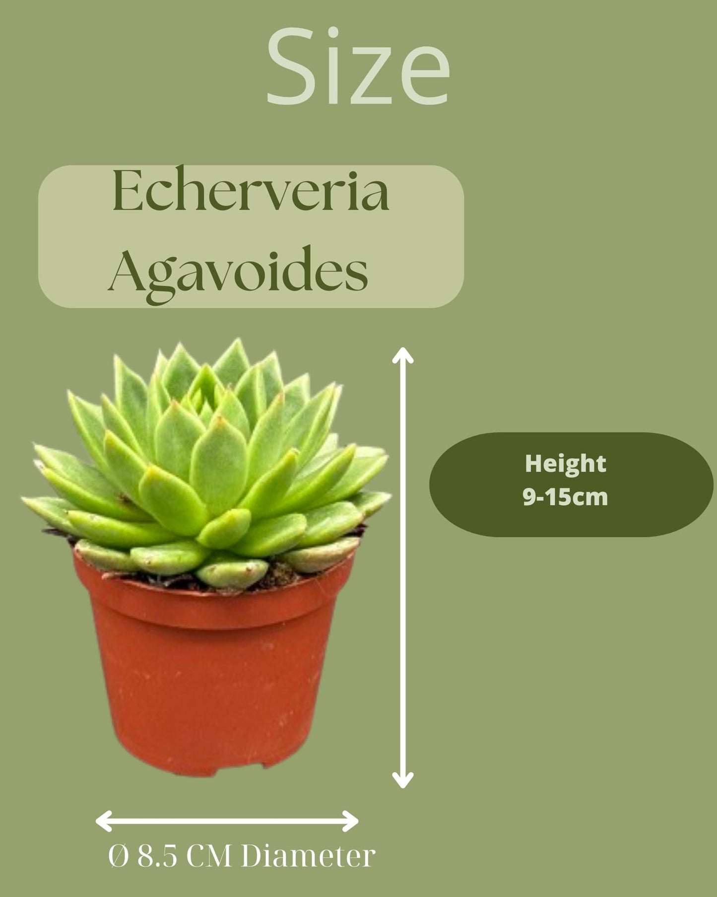 Sukkulenten - Echeveria Agavoides - Ø8,5 cm - Höhe 9-14 cm - 3 Stück