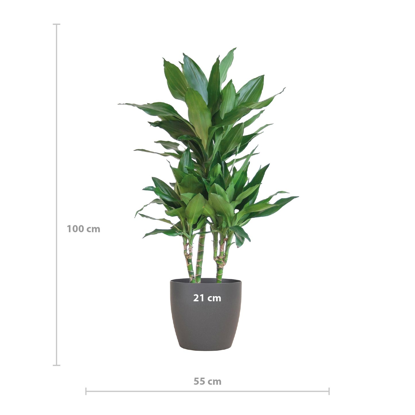 Dracaena  Janet Lindt mit Viber grau - 95cm - Ø21