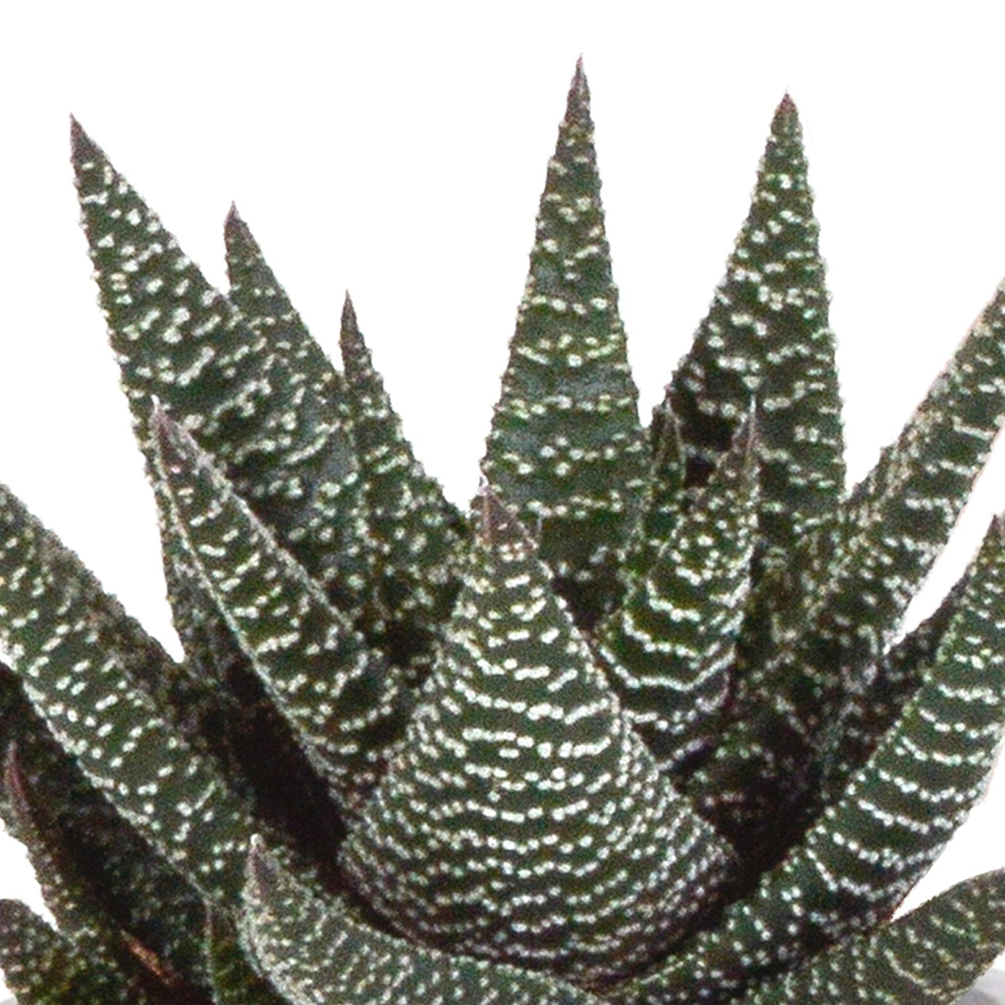 Gasteria/Haworthia-Mischung 8,5cm - 3x - im Mexicanschen Topf