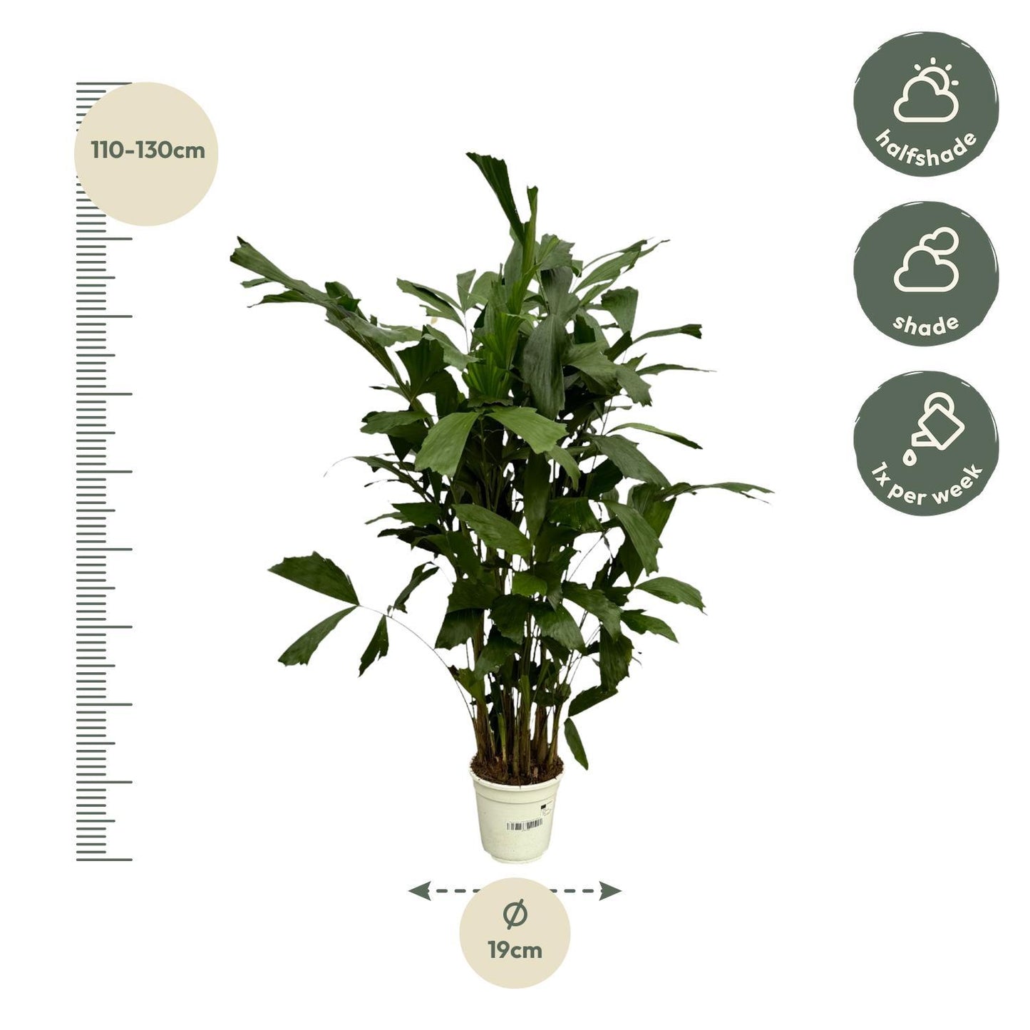 Caryota Mitis - 120 cm - Ø19 cm | Tropische Fächerpalme für Exotisches Flair