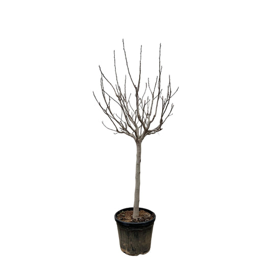 Ficus Carica am stamm - 250 cm - ø45cm