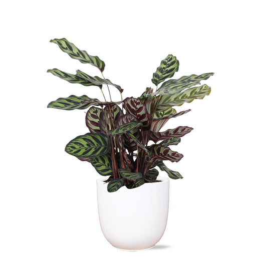 Calathea Makoyana Ø21cm - ↕70cm im Boule mit Topf