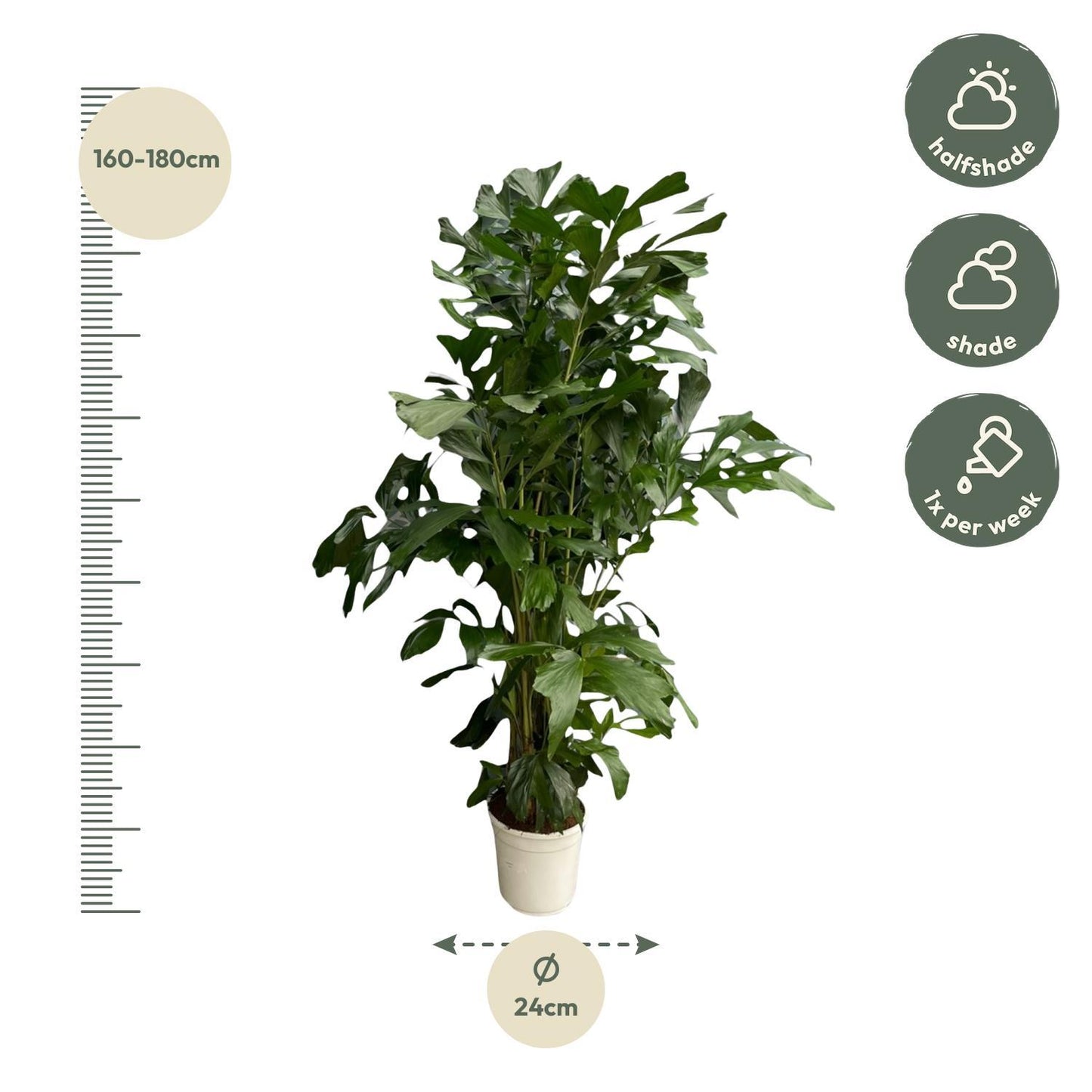 Caryota Mitis - 170 cm - Ø24 | Prächtige Tropenpalme für Exklusives Flair