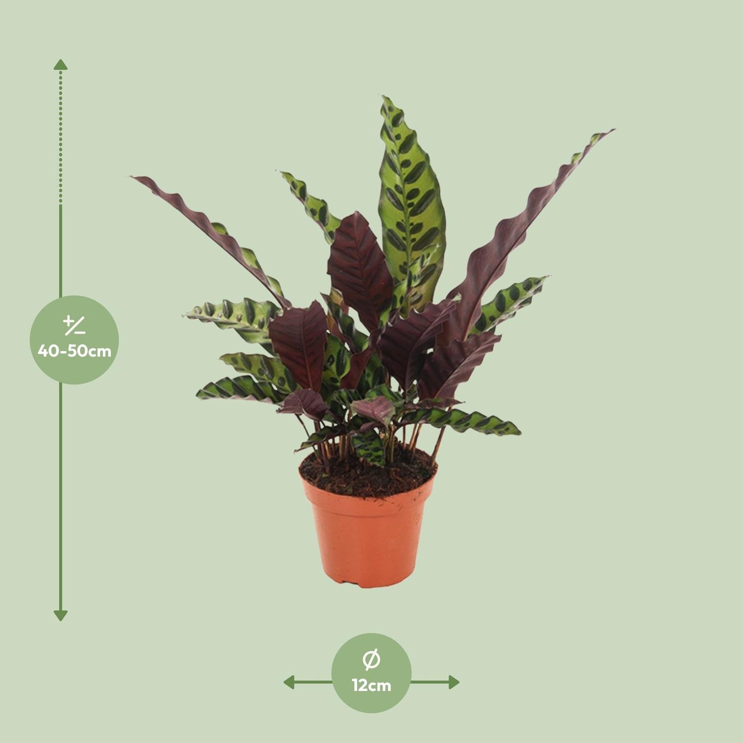 Calathea Insignis - Ø12cm - ↕50cm