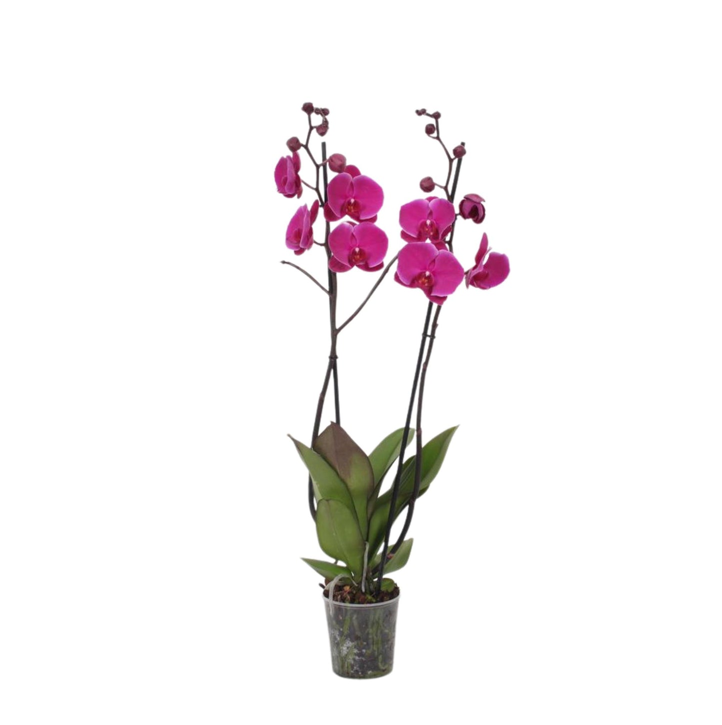 Phalaenopsis Joyride - 3 Äste - 60 cm - Ø12cm