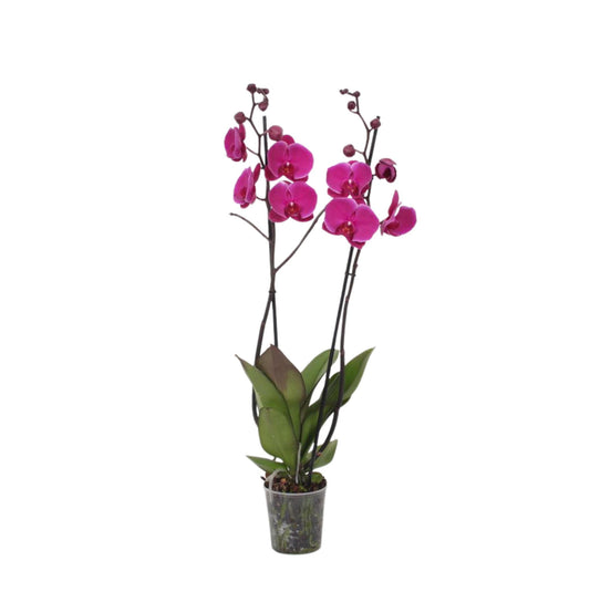 Phalaenopsis Joyride - 3 Äste - 60 cm - Ø12cm