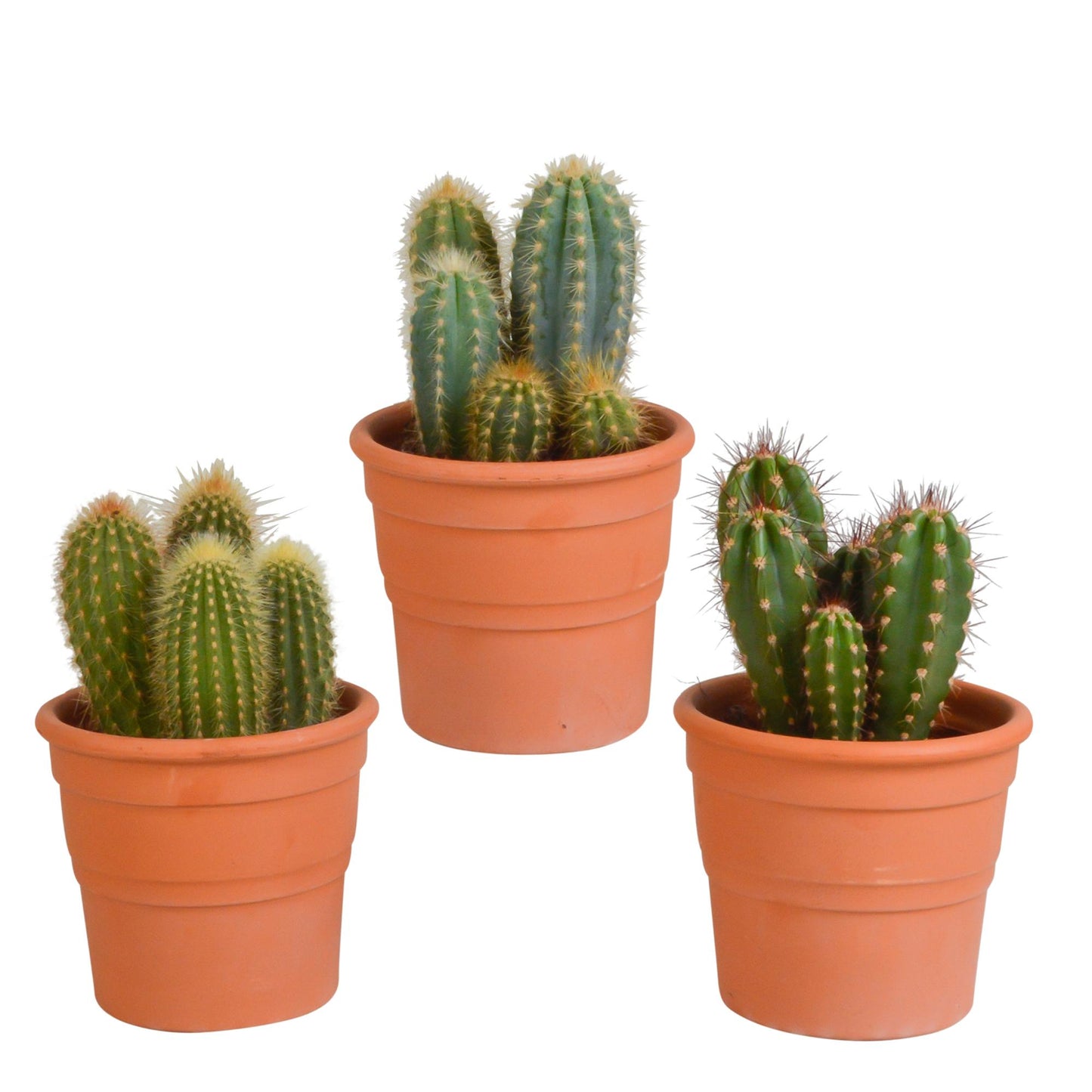 Cereus-Mischung 10,5 cm - 3x - im Terracotta Topf