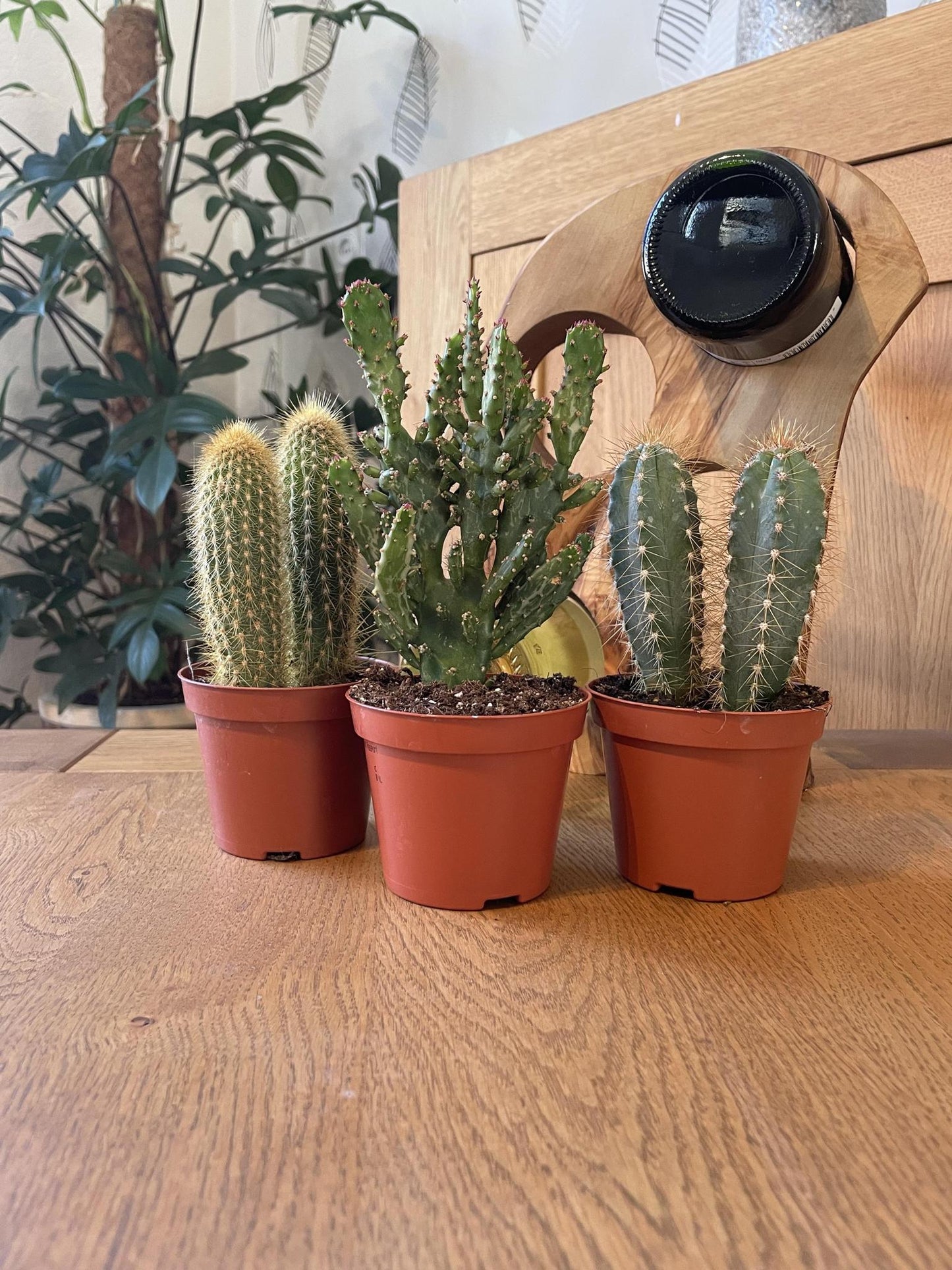 Cactus Palen Mix - 8.5cmØ- 15-20cm hoog - (3 Stuks) - Normal - Ø8.5 cm