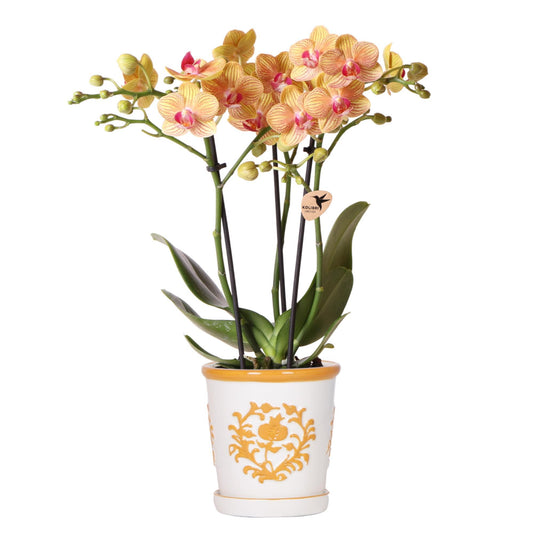 Kolibri Orchids | orange Orchidee Jamaica + Malaga Deko-Topf orange - Topfgröße Ø9cm | blühende Zimmerpflanze - frisch vom Züchter