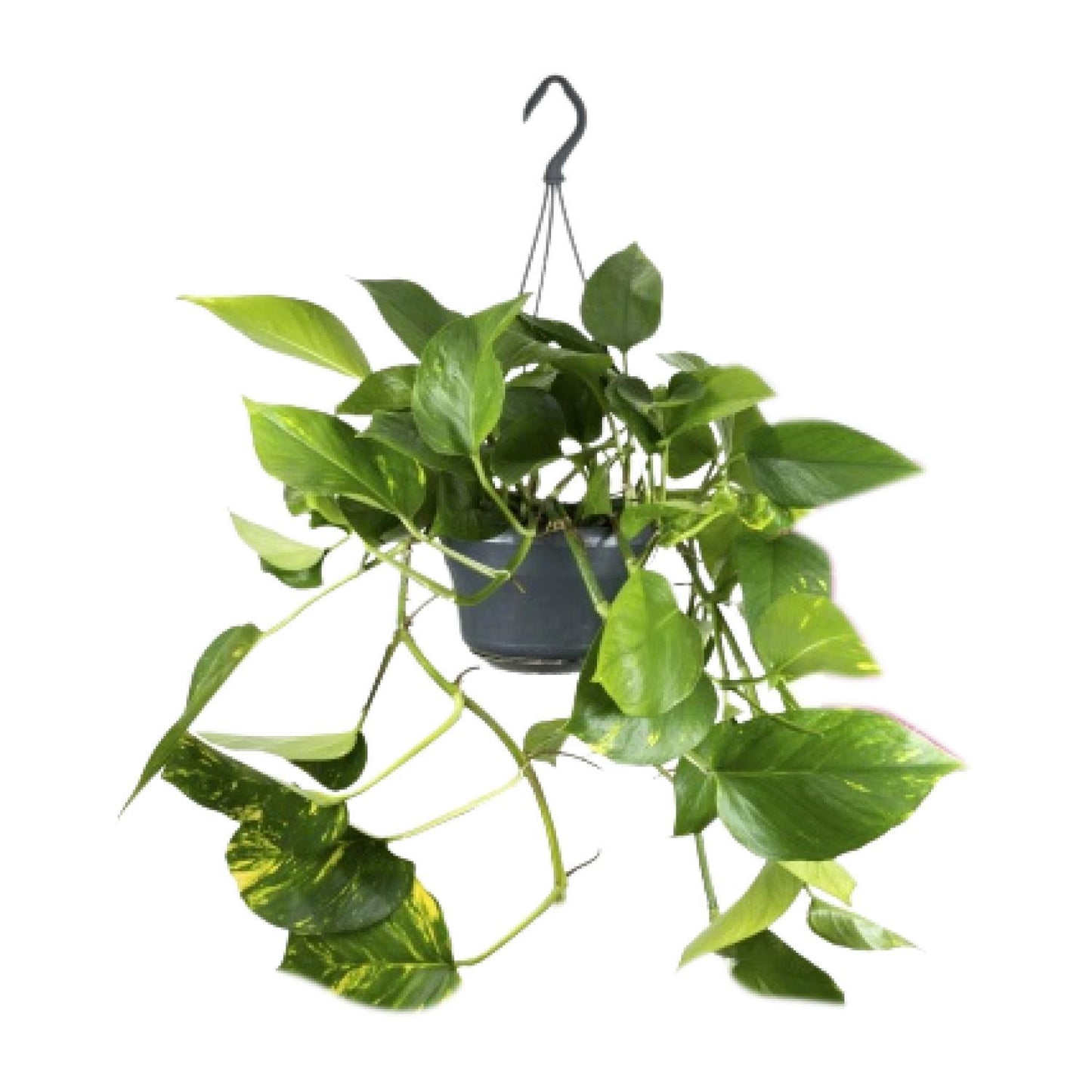 Epipremnum Pinnatum - Ø15 - ↨25cm