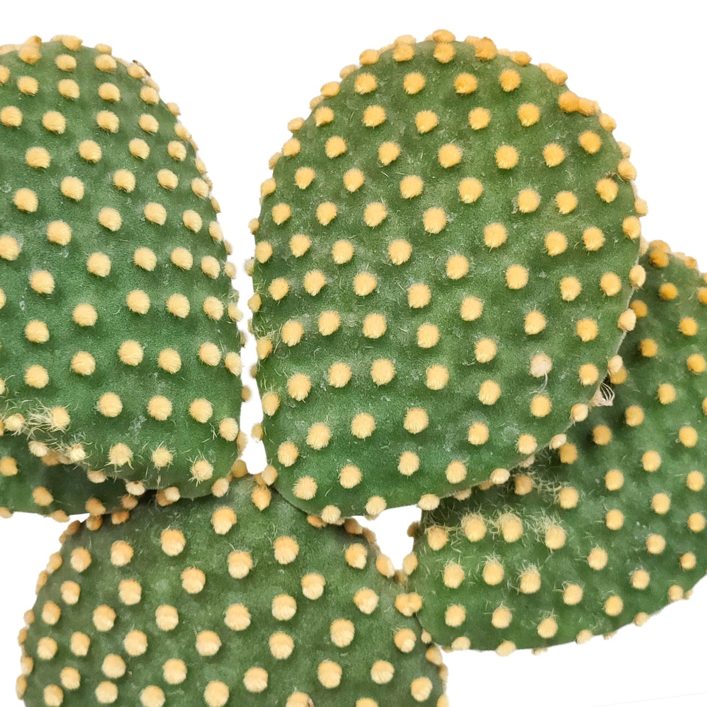 Opuntia microdasys - 17cm - zonder pot