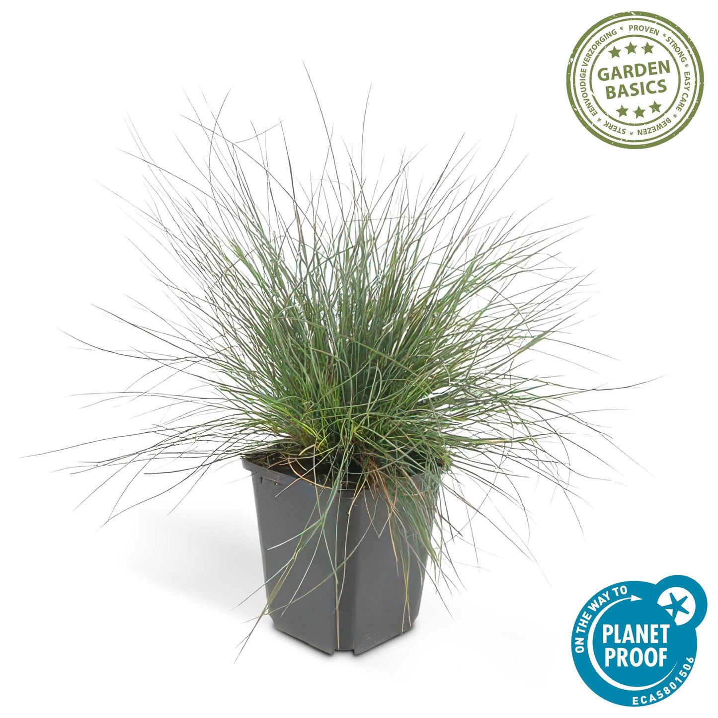 Festuca glauca 'Elijah Bleu' - ↕10-25cm - Ø9cm  - 20x