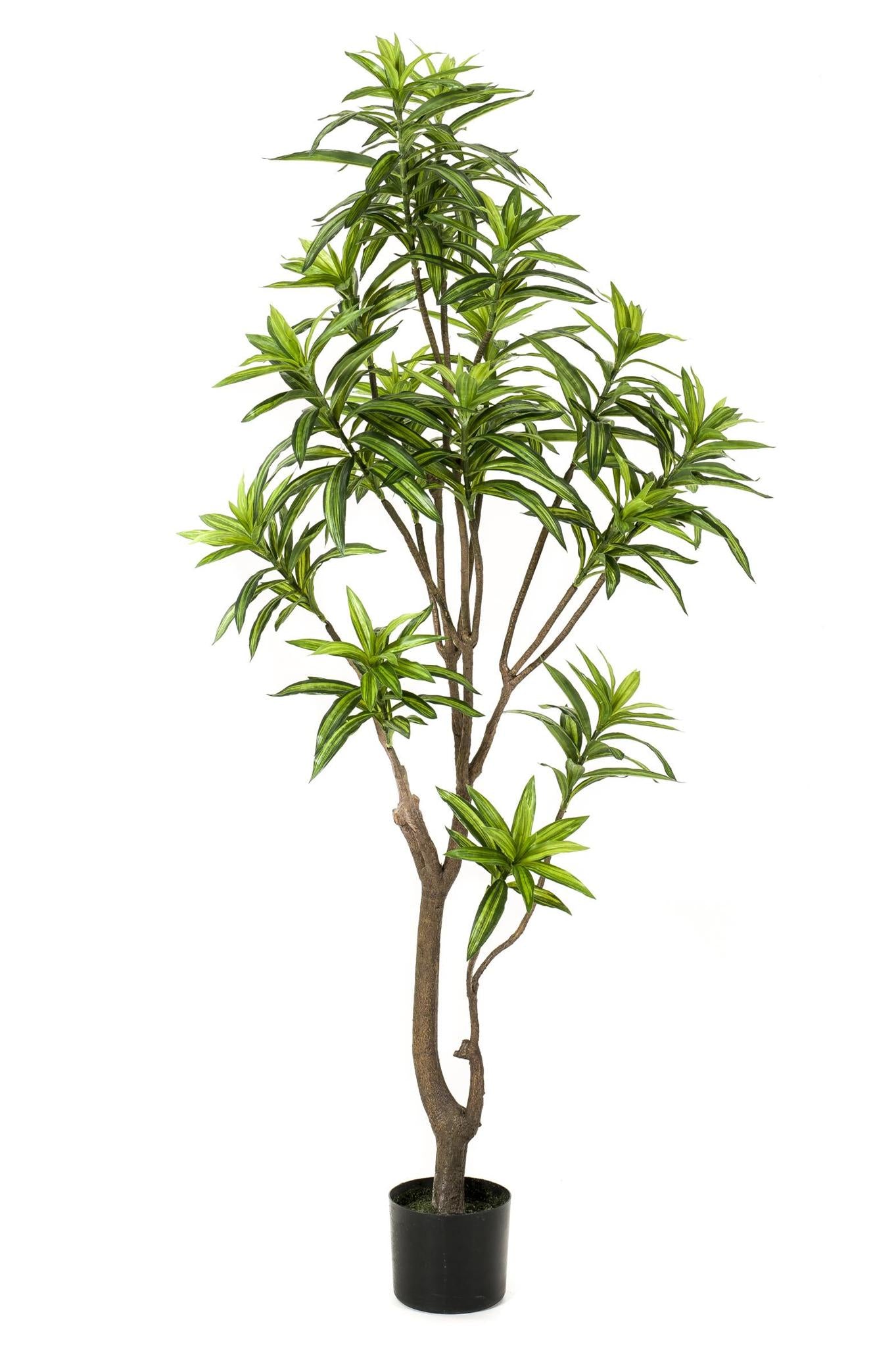 Kunstpflanze Dracaena - Drachenbaum - 155 cm Höhe - Pflegeleichte Kunstpflanze für stilvolle Innenräume