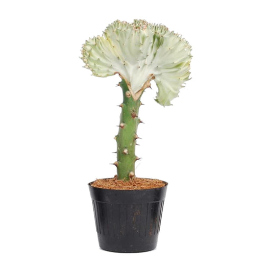 Euphorbia lactea Cristata Weiß – 35 cm – Ø12 cm