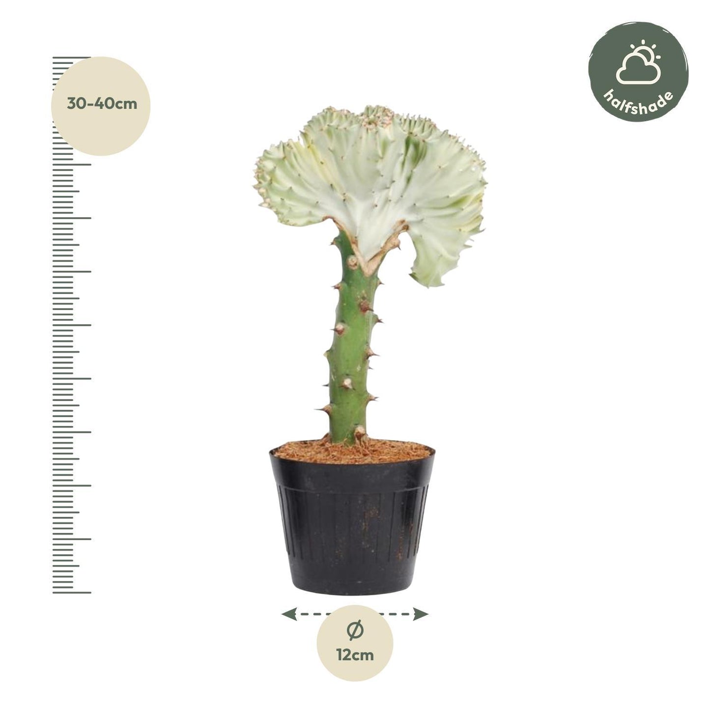 Euphorbia lactea Cristata Weiß – 35 cm – Ø12 cm