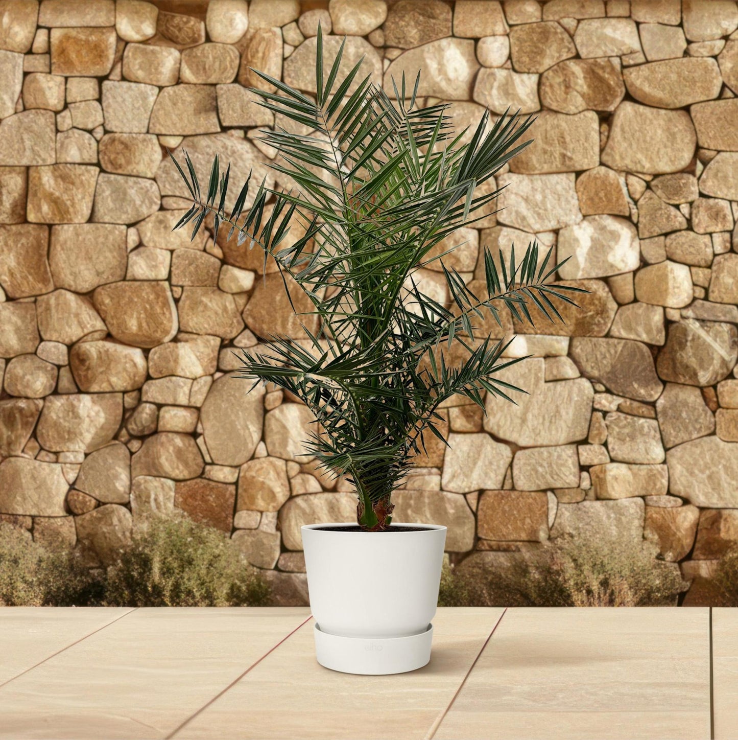 Phoenix Canariensis – Elegante Kanarische Dattelpalme für stilvolle Innenräume (130 cm Höhe, Ø 20 cm)