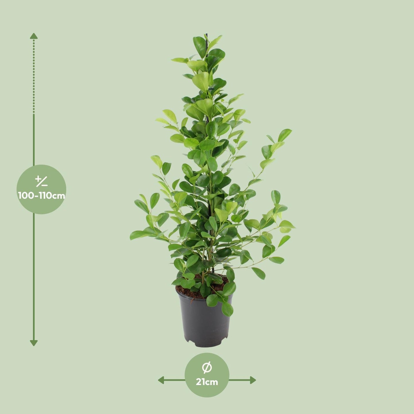 Ficus microcarpa Moclame - Ø21cm - ↕95cm