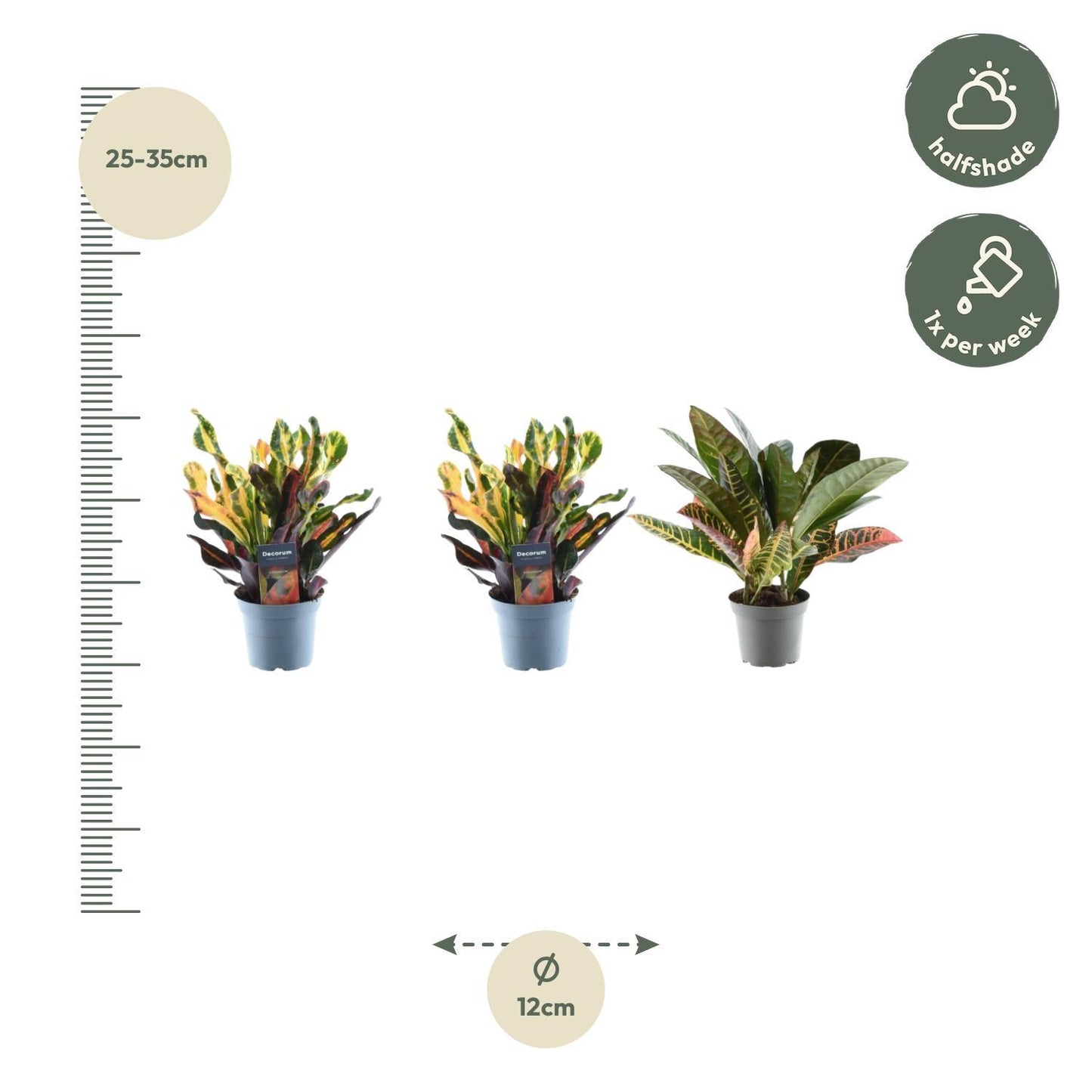 Croton Codiaeum Mix | 3er-Set Bunte Wunderstrauch | Tropische Zimmerpflanze | 30cm Höhe, ø12cm Topf