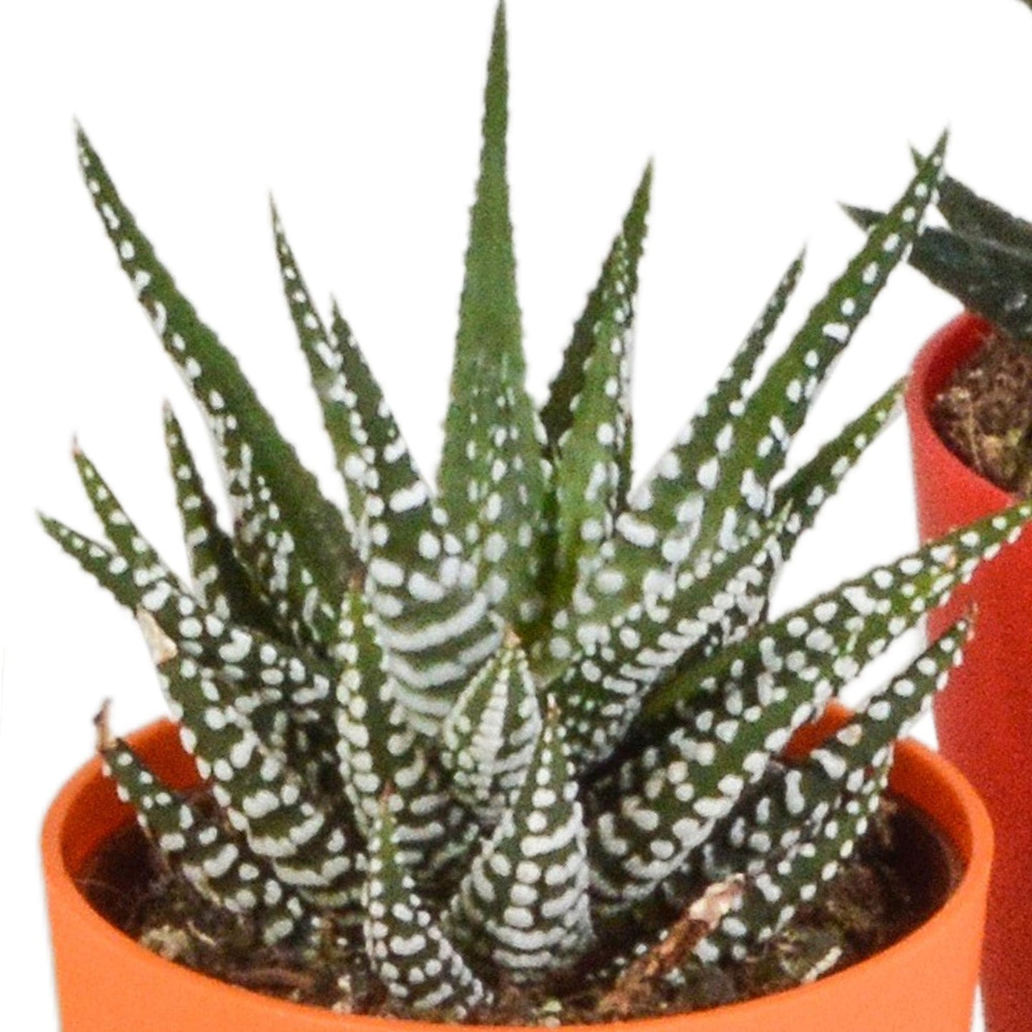 Gasteria/Haworthia-Mischung 5,5cm - 5x - in gekleurde plasticpot