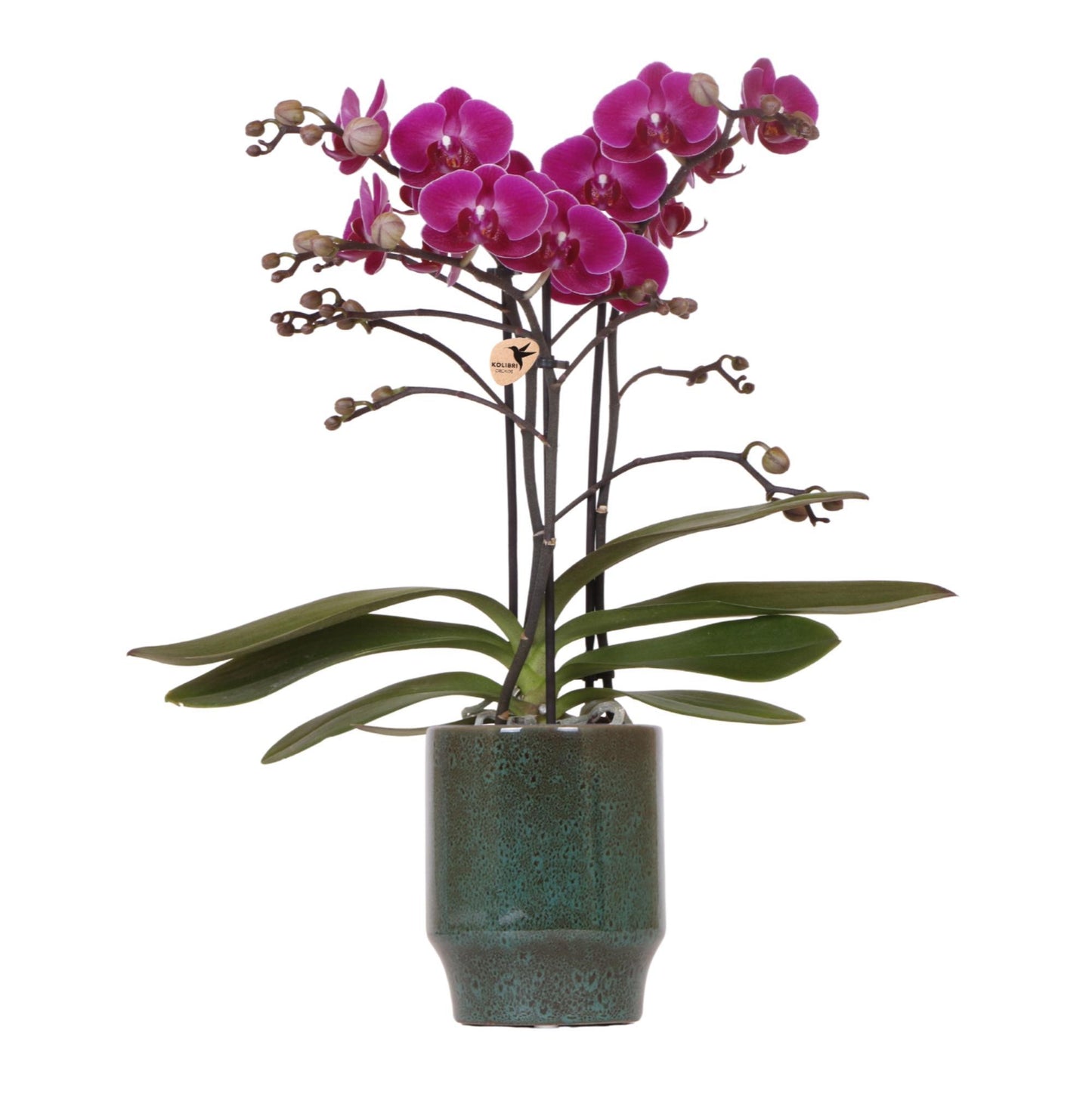 Lila Phalaenopsis Orchidee - Morelia Classy grün- Topfgröße Ø9cm | blühende Zimmerpflanze - frisch vom Züchter