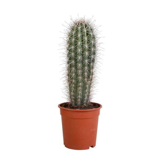 Pachycereus pringlei - 17cm - zonder pot