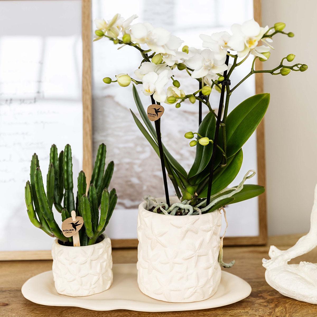 Kolibri Company | Pflanzenset Star Fish small | Weiße Phalaenopsis Orchidee Lausanne und Sukkulente inkl. Keramik-Ziertöpfe auf weißem organischen Tablett