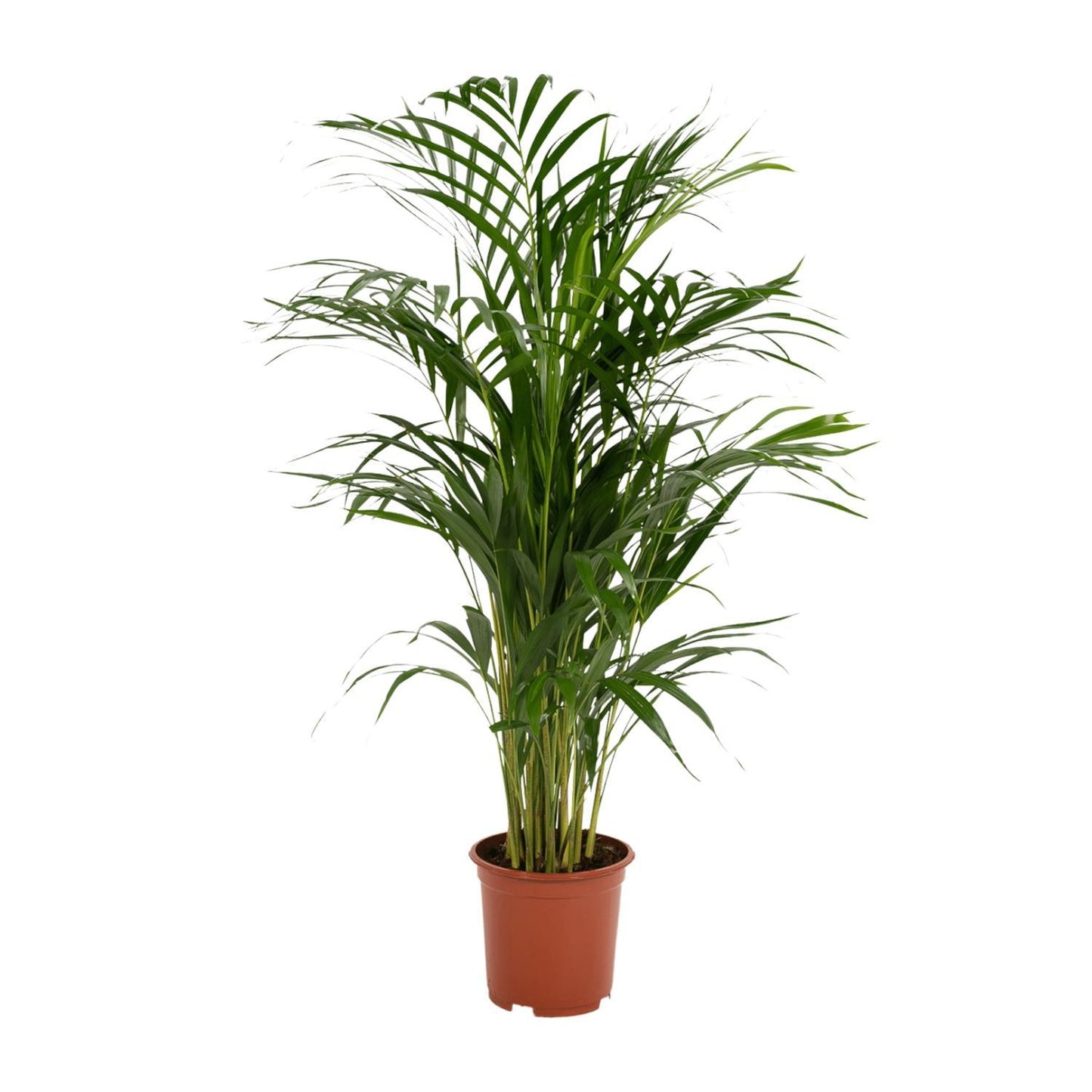 Areca-Palme - 85 cm hoch - Topfgröße Ø19 cm - Exotische Zimmerpflanze für tropisches Flair