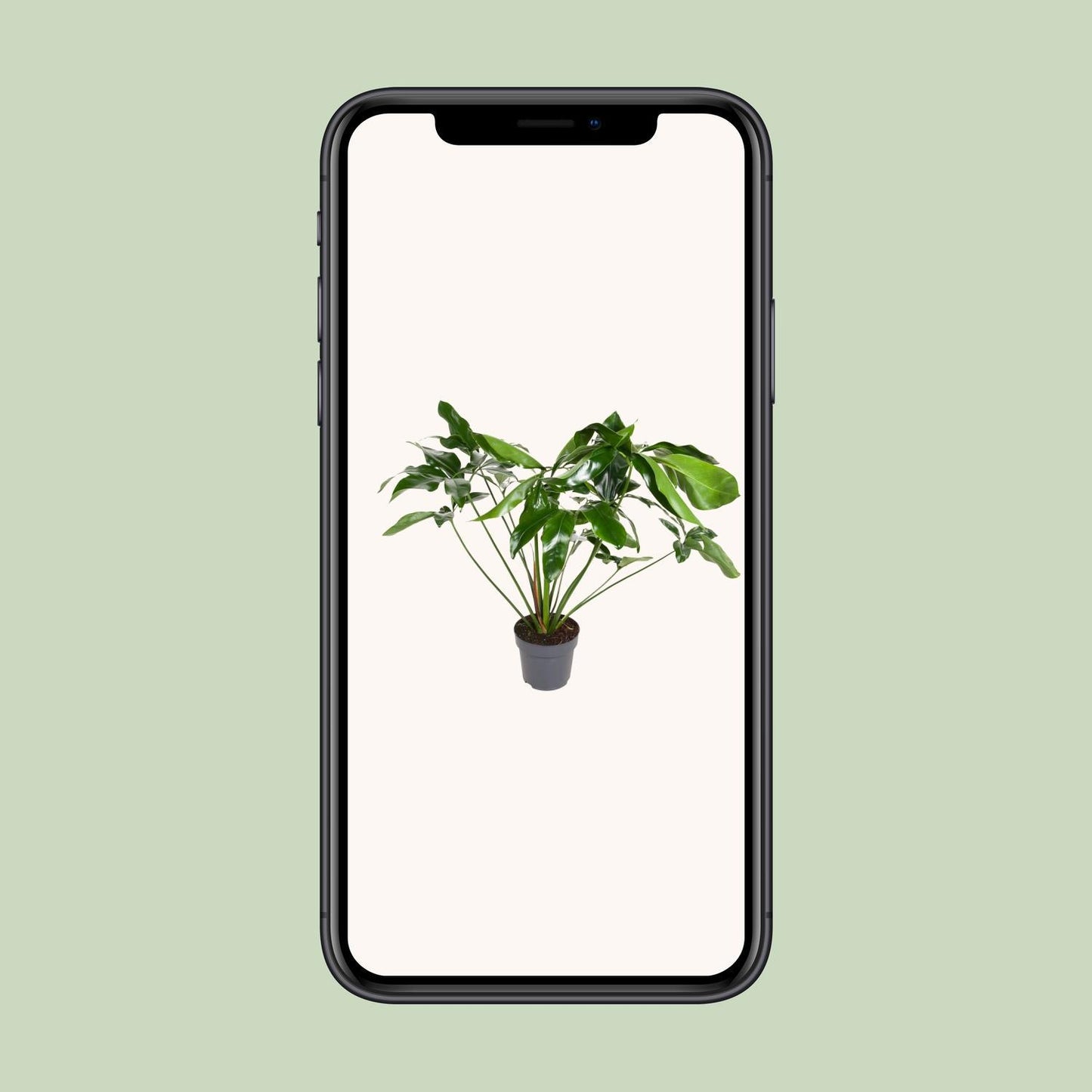 Philodendron Green Wonder – Üppiger Kletterphilodendron für luxuriöse Innenräume (Ø 24 cm, Höhe 100 cm)