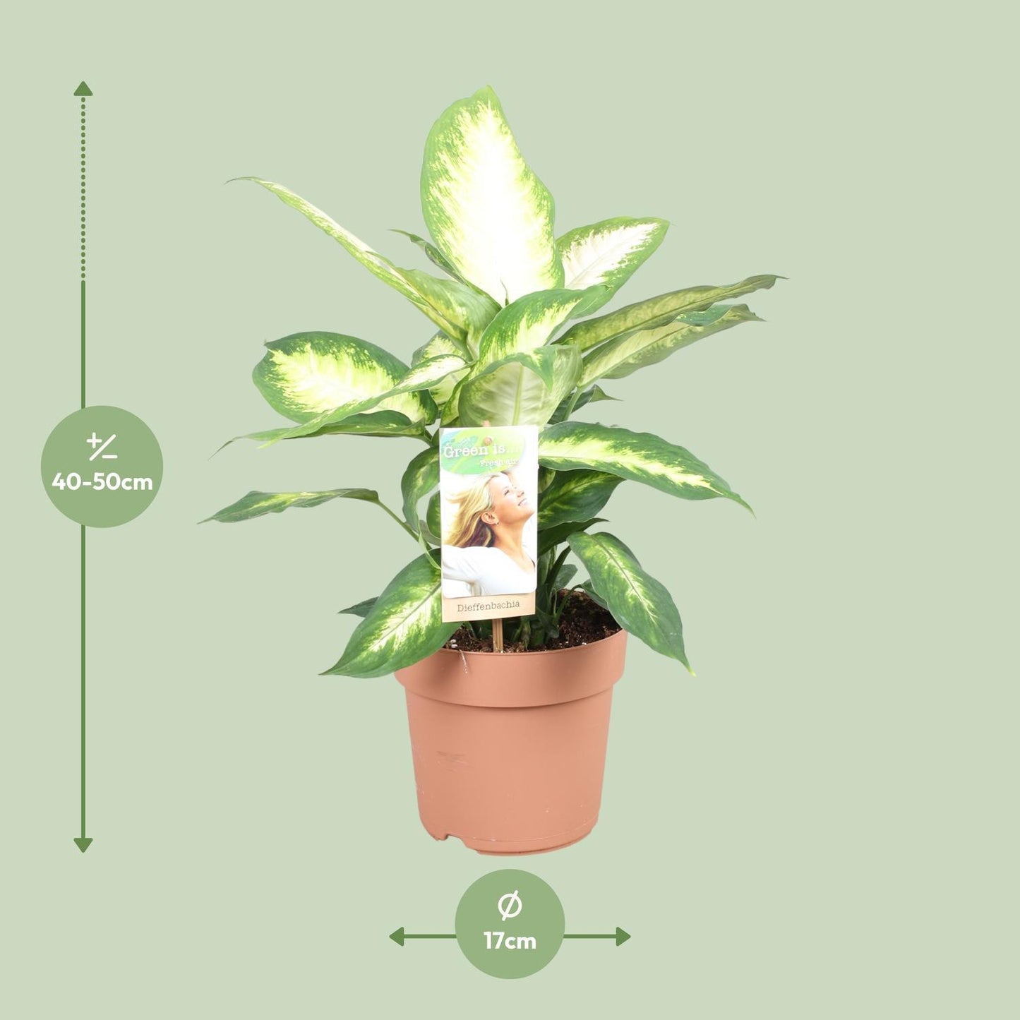 Dieffenbachia Camilla - Ø17cm - ↕45cm