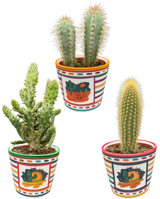 Cactus Palen Mix - 8.5cmØ- 15-20cm hoog - (3 Stuks) - Mexico - Ø9.5 cm