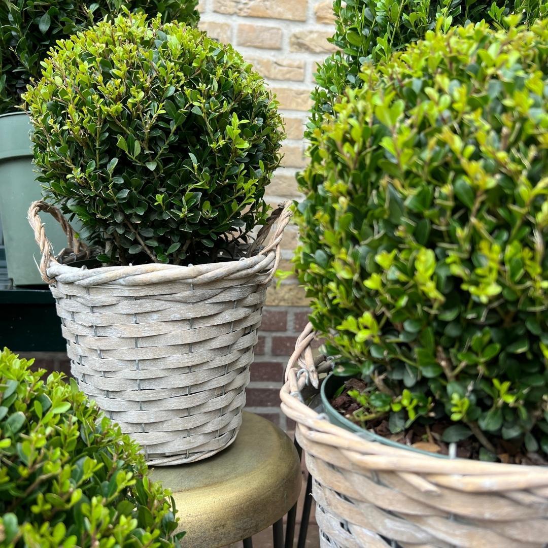 Ilex crenata 'Jenny' Kugelform | 2er-Set in Rattan-Korb | Winterharte Buchsbaum-Alternative | Ø20 cm