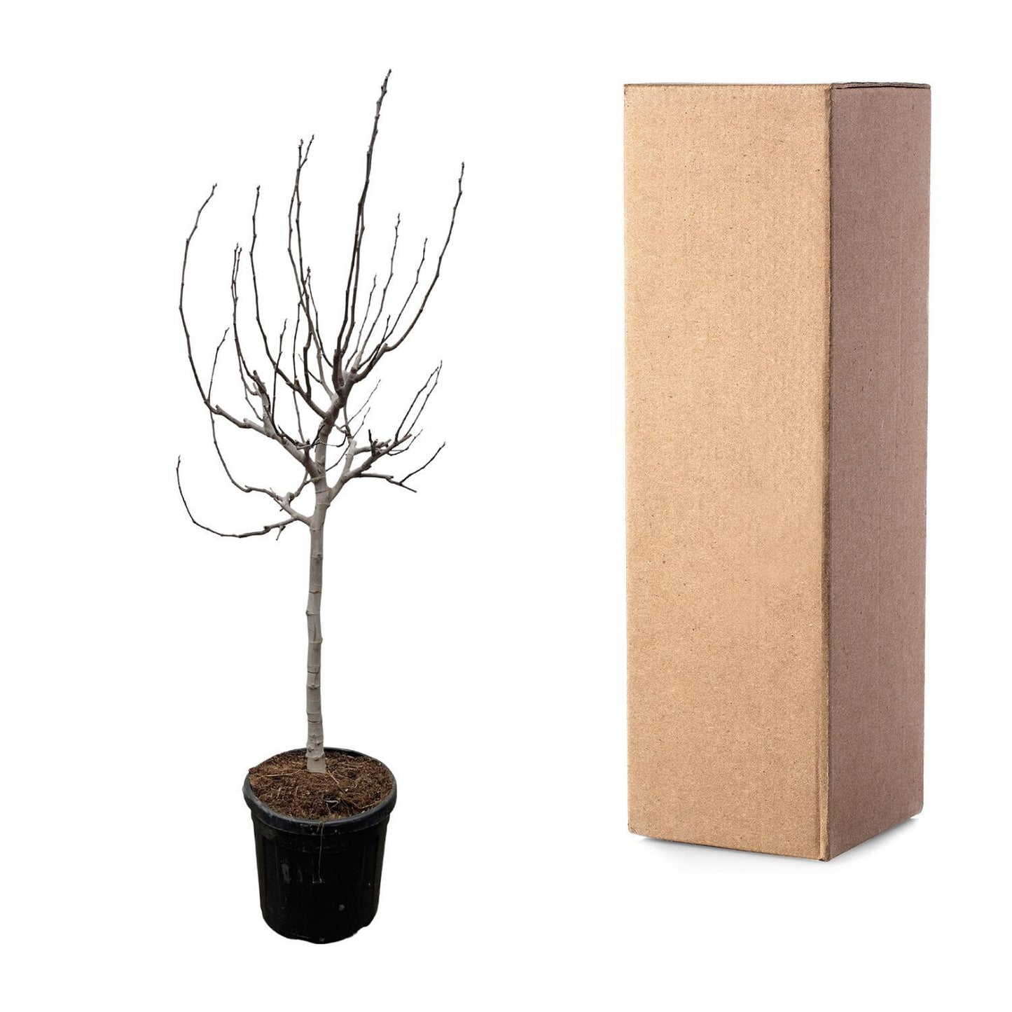 Ficus Carica am stamm - 225 cm - ø40cm