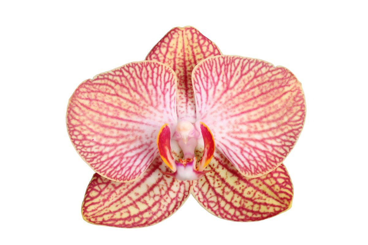 Phalaenopsis Ravello - 3 Äste - 60 cm - Ø12cm