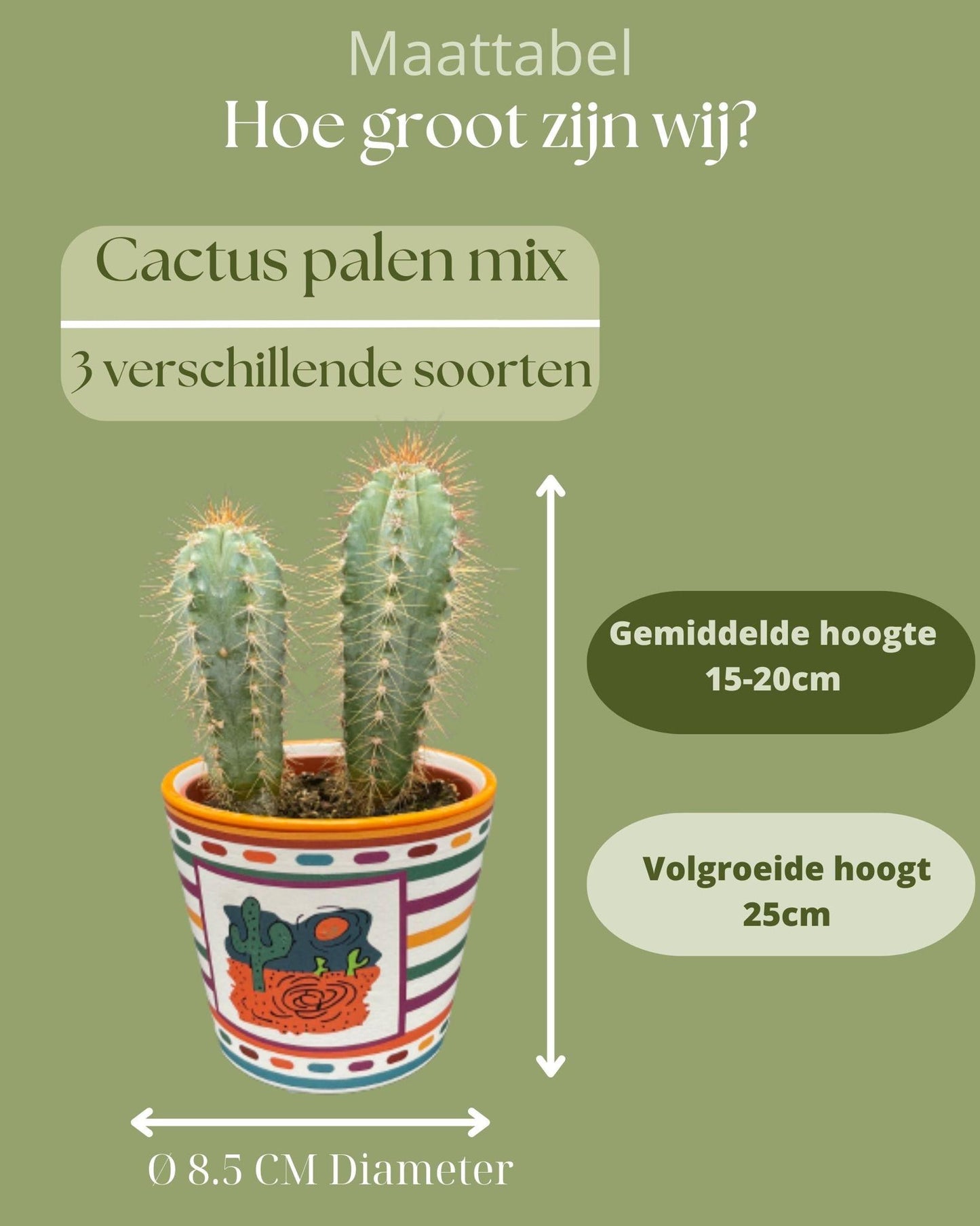 Cactus Palen Mix - 8.5cmØ- 15-20cm hoog - (3 Stuks) - Mexico - Ø9.5 cm